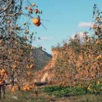 山西柿子樹、山楂20公分柿子樹價(jià)格報(bào)價(jià)