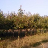供應(yīng)出售球型紅葉石楠、單桿石楠、優(yōu)質(zhì)紅葉楊、優(yōu)質(zhì)櫻桃樹