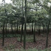 供應(yīng)美麗異木棉、本地木棉