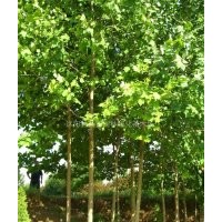 法桐小苗 速生法桐 金絲柳、欒樹、白臘、合歡