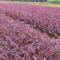 色塊類植物-紅花繼木 紅花繼木球 工程苗