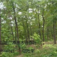 3、4公分刺槐樹低價(jià)優(yōu)惠供應(yīng)