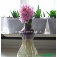 荷蘭風信子種球 水培風信子種球套裝 配定植籃