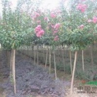 紅花紫薇價格
