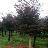 紅花繼木樁 紅桎木樹(shù)樁盆景 榆樹(shù)樹(shù)樁造型 多桿小葉女貞造型 多桿