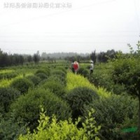 小葉女貞毛球水臘球凈球獨(dú)桿小葉女貞球