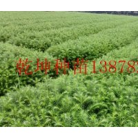 速生杉木苗杉木種子供應