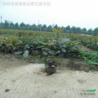 紅葉石楠容器苗側(cè)柏、金絲桃、海桐、石榴