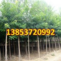 國槐苗批發(fā) 國槐苗木價格
