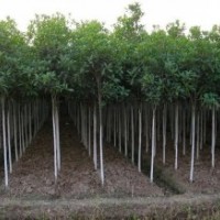 綠化苗木河北苗木白蠟白蠟價(jià)格白蠟規(guī)格白蠟報(bào)價(jià)國(guó)槐法桐白蠟