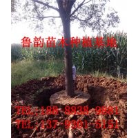 國(guó)槐樹、哪里有國(guó)槐樹、山東國(guó)槐樹價(jià)格