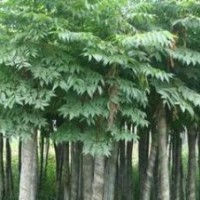 大量提供湖南25公分移栽欒樹，大規(guī)格精品欒樹，多購多優(yōu)惠