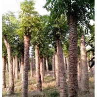 供應(yīng)湖南24公分叢生欒樹，26cm移植欒樹，價格實惠