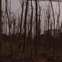 湖南15公分3米切桿欒樹，15公分移栽欒樹，3米殺頭精品欒樹