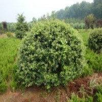 主供火棘、紅葉小檗、金葉女貞、灑金柏、百日紅