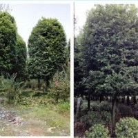 天竺桂，，，等您來購