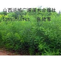 國(guó)槐小苗大量出售國(guó)槐小苗大量供應(yīng)