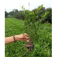 大量供應(yīng)小苗:紅瑞木小苗 、海棠小苗、梔子花小苗