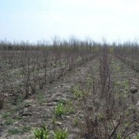 供應(yīng)各種規(guī)格檉柳