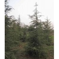 提供4米雪松一級(jí)苗價(jià)格 江蘇雪松產(chǎn)地