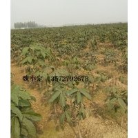 大量供應地徑2－3cm七葉樹