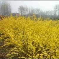 銷售：迎春，黃刺梅，蜀檜,連翹，西湖海棠