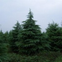 出售綠化苗木大葉女貞、紅葉李小苗、平枝荀子、北美海棠木繡球、