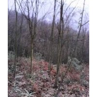 低價供應山貨五角楓