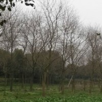 大量供應(yīng)各種規(guī)格紅白玉蘭,烏桕,無患子