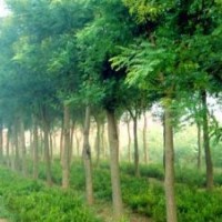 紫葉李帖梗海棠丁香木槿榆葉梅白蠟絲棉木紅楓棗樹木槿紫薇玉蘭西