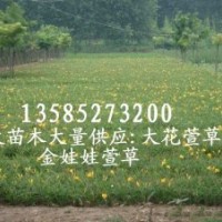 供應(yīng)金娃娃萱草苗價(jià)格便宜，基地金娃娃萱草價(jià)格