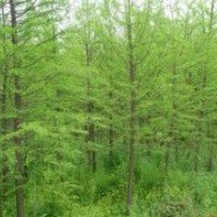 現(xiàn)在5公分6公分4公分水杉價格 水杉價格