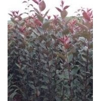 紫羅蘭海棠價(jià)格