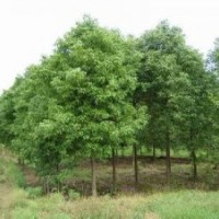 10公分全冠香樟,12公分全冠香樟樹,15公分全冠香樟價格