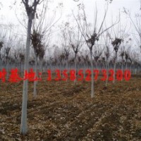 欒樹價(jià)格報(bào)價(jià)/江蘇產(chǎn)地欒樹價(jià)格圖片