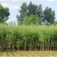 千頭椿、香花槐、刺槐、黃金槐、金葉榆、泡桐