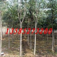 大葉女貞價(jià)格報(bào)價(jià)/江蘇產(chǎn)地大葉女貞價(jià)格報(bào)價(jià)