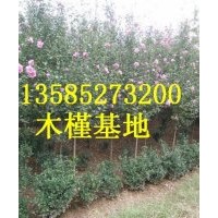 木槿價(jià)格報(bào)價(jià)/江蘇產(chǎn)地木槿價(jià)格報(bào)價(jià)【量大價(jià)低】