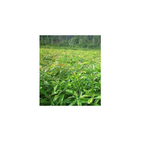 木荷批發(fā)、批發(fā)6至12公分木荷