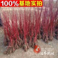 綠化小苗 紅馬球 紅瑞木 規(guī)格齊