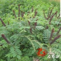 大量出售紫穗槐規(guī)格齊全