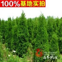 全國供應(yīng) 西安檜 園林綠化