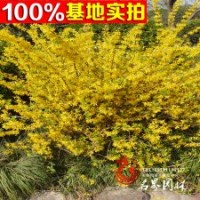 金鐘花 黃金條 園林景觀植物