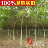 批發(fā)國槐樹苗國槐小苗 速生國槐