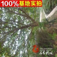 基地常年供應 構樹 小苗 工程苗