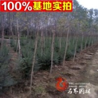 金葉糖槭 園林糖槭 高品質(zhì)