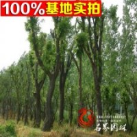 蘇北基地常年批發(fā)優(yōu)質(zhì)皂角價(jià)格合理