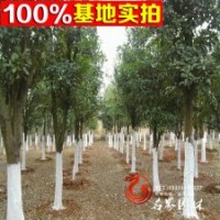 苗圃出售【香泡】 柚子樹 文旦樹