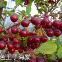 山東紫色王子海棠，紫色王子海棠接穗，王族海棠