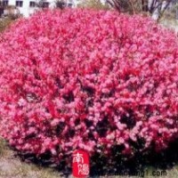 營(yíng)養(yǎng)缽榆葉梅